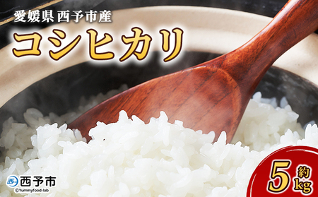[愛媛県西予市産 コシヒカリ 5kg]国産 愛媛県産 宇和町産 こしひかり お米 米 コメ こめ 白米 精米 ご飯 新鮮 5キロ 特産品 もとき農園 愛媛県 西予市[常温]『2025年10月・11月頃から順次発送予定』UMK0008