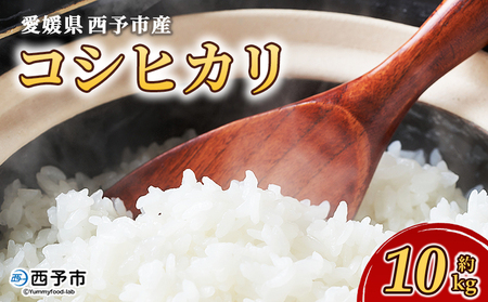 [愛媛県西予市産 コシヒカリ 10kg]国産 愛媛県産 宇和町産 こしひかり お米 米 コメ こめ 白米 精米 ご飯 新鮮 10キロ 特産品 もとき農園 愛媛県 西予市[常温]『2025年10月・11月頃から順次発送予定』UMK0009