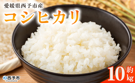 [愛媛県西予市産 コシヒカリ 10kg]国産 愛媛県産 宇和町 宇和米 こしひかり お米 コメ こめ 白米 精米 ご飯 新鮮 10kg 10キロ 選べる 特産品 大塚農園 愛媛県 西予市[常温]『2025年10月・11月頃から順次発送予定』UOT0003