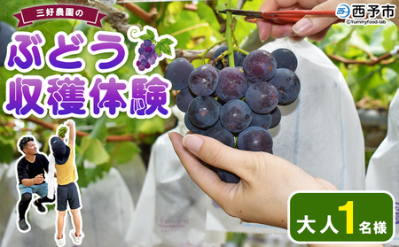 [三好農園のぶどう収穫体験チケット(大人1名様プラン)] 宇和ぶどう 葡萄 ブドウ 収穫 狩り デラウェア ハニービーナス ブラックオリンピア ピオーネ シャインマスカット 巨峰 旅 トラベル 観光 特産品 西予市観光物産協会 愛媛県 西予市