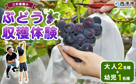 [三好農園のぶどう収穫体験チケット(大人2名様と幼児1名様プラン)] 宇和ぶどう 葡萄 ブドウ 収穫 狩り デラウェア ハニービーナス ブラックオリンピア ピオーネ シャインマスカット 巨峰 旅 トラベル 観光 特産品 西予市観光物産協会 愛媛県 西予市