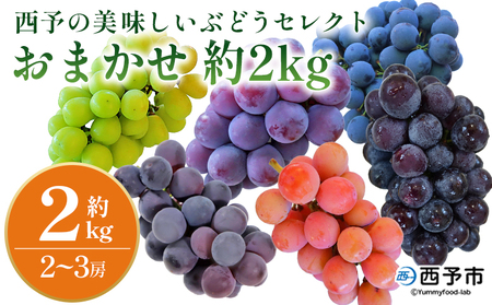 [西予の美味しいぶどう セレクトセット/おまかせ 約2kg] 果物 くだもの フルーツ ぶどう 葡萄 ブドウ セット 詰め合わせ つめあわせ 食べ比べ お楽しみ おまかせ 野菜ソムリエ 食べて応援 特産品 産地直送 西予倶楽部 愛媛県 西予市[冷蔵]『8月中旬から9月上旬迄に順次出荷予定』OMC0005