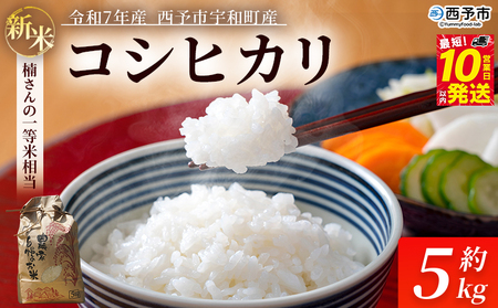 新米 [令和7年産 コシヒカリ 約5kg 西予市宇和町産] 白米 精米 楠さんの一等米相当 こしひかり お米 コメ こめ 米 ご飯 ごはん 穀物 ライス 愛媛県 西予市[常温]『2025年9月上旬から順次出荷予定』UKK0003