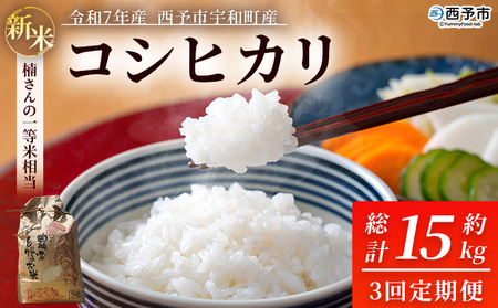 新米 [令和7年産 コシヒカリ 約5kg 3回定期便 西予市宇和町産] 白米 精米 楠さんの一等米相当 こしひかり お米 コメ こめ 米 ご飯 ごはん 定期便 穀物 ライス 愛媛県 西予市[常温]『2025年9月上旬から順次出荷予定』UKK0005