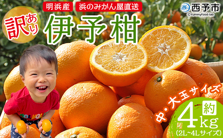 [訳あり 伊予柑 約4kg 浜のみかん屋 直送] 中 大玉 2L〜4L ワケアリ イヨカン いよかん 家庭用 果物 フルーツ おいしい 甘い 柑橘類 明浜産 ご自宅用 特産品 愛媛県 西予市[常温]『2026年1月中旬〜2月上旬迄に順次出荷予定』AHM0026