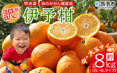 󂠂 ɗ\ 8kg l݂̂    2L`4L PA CJ 悩 ƒp ʕ t[c  Â k lY p Yi Q \sy퉷zw2026N1