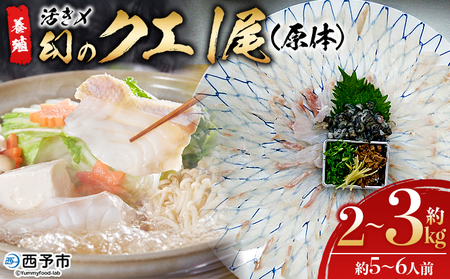 [活き〆 幻のクエ(養殖)1尾] 原体 真クエ くえ 約2kg〜3kg 約5〜6人前 宇和海産 鍋用 鮮度 刺身 鍋 お鍋 海鮮 たっぷり 食卓 海鮮 魚介 魚 高級魚 国産 橋本鮮魚 愛媛県 西予市[冷蔵]『1か月以内に順次出荷予定』UHS0001