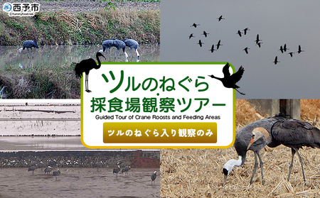[ツルのねぐら・採食場観察ツアー(ツルのねぐら入り観察のみ)] つる 鶴 鳥 野鳥 貴重 体験 ツアー ネグラ 入り 立ち ナベヅル 鍋鶴 マナヅル 真鶴 真名鶴 野鳥観察 採食場 西予市観光物産協会 愛媛県 西予市
