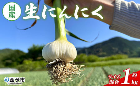 [先行予約][生にんにく サイズ混合 約1kg] 国産 ニンニク 生 野菜 香味野菜 薬味 大蒜 ガーリック 1キロ 西予市産 旬 旬の野菜 ニンニク 農産物 おすそ分け 自宅用 家庭用 ノムランド 愛媛県 西予市[冷蔵]『2026年5月から順次出荷予定』NNM0010