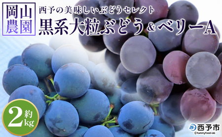 [西予の美味しいぶどう セレクトセット/黒系大粒ぶどう&ベリーA 約2kg(岡山農園)] 果物 くだもの フルーツ 葡萄 ブドウ セット 野菜ソムリエ 食べて応援 特産品 産地直送 西予倶楽部 愛媛県 西予市 冷蔵 『8月中旬から9月下旬迄に順次出荷予定』OMC0017