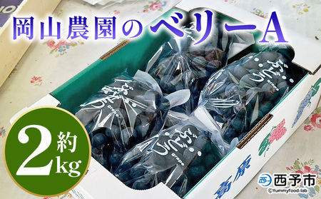 [ベリーA 約2kg]果物 くだもの フルーツ 葡萄 ブドウ やわらかい 果実 青果 やさしい甘さ 甘い あまい 贈り物 岡山農園 愛媛県 西予市 冷蔵 『2026年8月中旬〜9月下旬迄に順次出荷予定』UOB0003