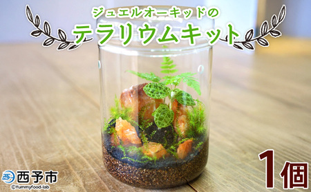 [ジュエルオーキッドのテラリウムキット]コケ 苔 シダ インテリア ガーデニング 園芸 グリーン 緑 植物 キット栽培 作成 自作 ハンドメイド 育成 観葉植物 西予苔園 愛媛県 西予市 [常温]『1か月以内に順次出荷』NKK0011