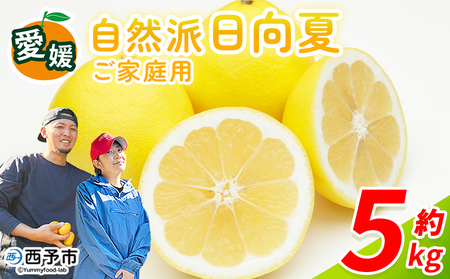 [自然派日向夏 ご家庭用 約5kg] 日向夏 みかん 蜜柑 旬 果物 フルーツ 柑橘 明浜 低農薬 ご家庭用 訳あり家庭用 国産 愛媛県産 送料無料 特産品 井上農園 愛媛県 西予市[常温]『2026年3月〜4月迄に順次出荷』AIK0003