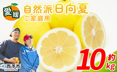 [自然派日向夏 ご家庭用 約10kg] 日向夏 みかん 蜜柑 旬 果物 フルーツ 柑橘 明浜 低農薬 ご家庭用 訳あり 国産 愛媛県産 送料無料 特産品 井上農園 愛媛県 西予市[常温]『2026年3月〜4月迄に順次出荷』AIK0004