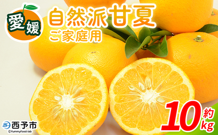 [自然派甘夏 ご家庭用 約10kg] 明浜 甘夏 みかん 蜜柑 旬 果物 フルーツ 柑橘 低農薬 ご家庭用 訳あり 国産 愛媛県産 送料無料 特産品 井上農園 愛媛県 西予市[常温]『2026年3月〜4月迄に順次出荷』AIK0005