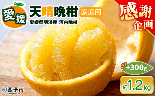 先行予約受付[天晴晩柑(河内晩柑)家庭用 約1.2kg+300g]『2026年4月上旬〜5月下旬迄に順次出荷予定』感謝企画 訳アリ 訳あり 果物 柑橘 みかん 和製 グレープフルーツ 食べて応援 特産品 株式会社笑丸 愛媛県明浜産 愛媛県 西予市[常温]AAN0090