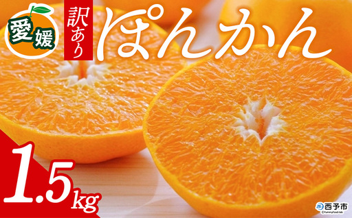 先行予約[訳あり 愛媛県産 ポンカン 合計約1.5kg] 『2027年1月以降順次出荷予定』ぽんかん フレッシュ ご家庭用 ご自宅 蜜柑 愛媛県産 果肉 お試し 果物 柑橘 フルーツ オレンジ 国産 産地直送 ミヤモトオレンジガーデン 愛媛県 西予市[常温]ONM0010
