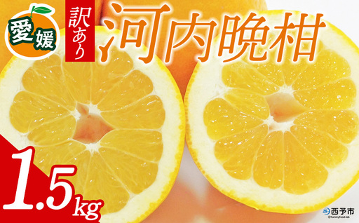 先行予約[訳あり 愛媛県産 河内晩柑 合計約1.5kg] 『2026年4月下旬以降順次出荷予定』ばんかん 和製 グレープフルーツ ご家庭用 ご自宅 蜜柑 果肉 果物 柑橘 フルーツ オレンジ 国産 産地直送 ミヤモトオレンジガーデン 愛媛県 西予市[常温]ONM0013
