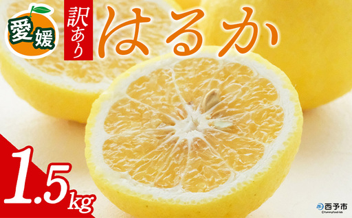先行予約[訳あり 愛媛県産 はるか 合計約1.5kg] 『2027年2月以降順次出荷予定』上品 甘さ さっぱり 爽やか 酸味 ご家庭用 ご自宅 蜜柑 果肉 果物 柑橘 フルーツ オレンジ 国産 濃厚 果汁 産地直送 ミヤモトオレンジガーデン 愛媛県 西予市[常温]ONM0006