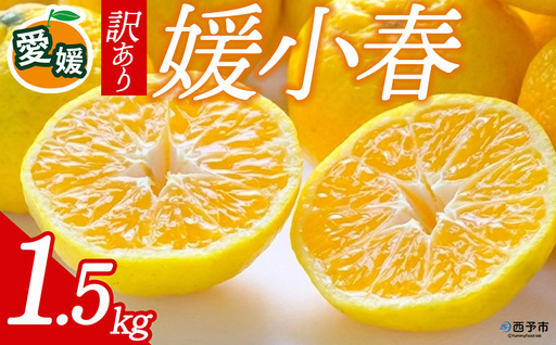 先行予約[訳あり 愛媛県産 媛小春 合計約1.5kg] 『2027年1月以降順次出荷予定』ひめこはる 幻の柑橘 ご家庭用 ご自宅 蜜柑 愛媛県産 果肉 お試し 果物 柑橘 フルーツ オレンジ 国産 濃厚 産地直送 ミヤモトオレンジガーデン 愛媛県 西予市[常温]ONM0020