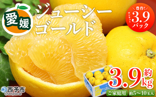 [愛媛県西予市産 ジューシーゴールド 家庭用 豊作 サンキューパック 合計約3.9kg]『2026年5月〜6月に順次出荷』 訳あり 河内晩柑 ばんかん 果汁 甘酸っぱい 旬 柑橘 果物 フルーツ くだもの 果汁 国産 サイズ不揃い 傷あり 食べて応援 宇都宮物産[常温]UUB0103