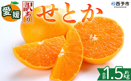 [[訳あり]愛媛県産 せとか 約1.5kg]『2027年2月中旬〜5月下旬迄に順次発送予定』わけあり 訳アリ 甘い みかんの大トロ みかん 蜜柑 果物 くだもの フルーツ ミカン 高級柑橘 とろける 食感 果汁 国産 株式会社三代目職人 愛媛県 西予市[冷蔵]OSM0004