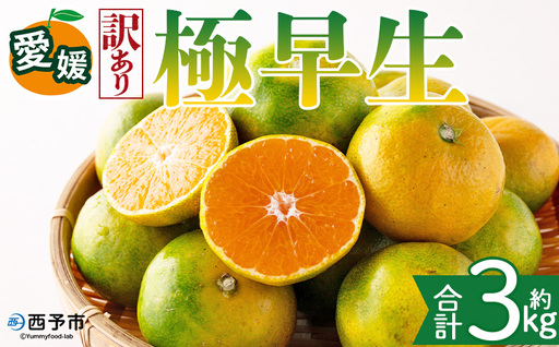 [[訳あり]愛媛県産 極早生 約3kg]『2026年10月上旬〜11月下旬迄順次発送予定』わけあり 訳アリ あまずっぱい 甘酸っぱい ごくわせ みかん 蜜柑 訳あり 果物 くだもの フルーツ ミカン 果汁 国産 特産品 株式会社三代目みかん職人 愛媛 西予市[常温]OSM0009