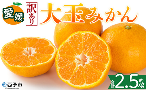 [[訳あり]愛媛県産 大玉みかん 約2.5kg]『2026年11月上旬〜1月下旬迄順次発送予定』わけあり 訳アリ 大きい おおだま みかん 蜜柑 果物 くだもの フルーツ ミカン 果汁 国産 特産品 株式会社三代目職人 愛媛 西予市[常温]OSM0012