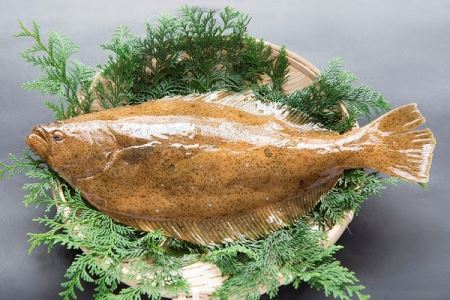 ヒラメ カレイ ふるさと納税の返礼品一覧 人気順 22年 ふるさと納税ガイド