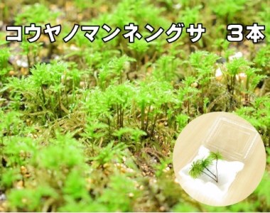 コウヤノマンネングサ [Climacium japonicum] 人工栽培品種 3本