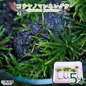 コウヤノマンネングサ [Climacium japonicum] 人工栽培品種 5本 NKK0003