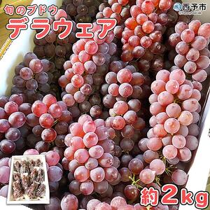 予約受付＜旬のブドウ 西予市産 デラウェア 約2kg＞ 果物 フルーツ ぶどう 葡萄 種無し たねなし 小粒 甘い おいしい 食べやすい 期間限定 季節限定 食べて応援 特産品 愛媛県 西予市【冷蔵】『2024年7月中旬から8月中旬迄に順次出荷予定』URK0005