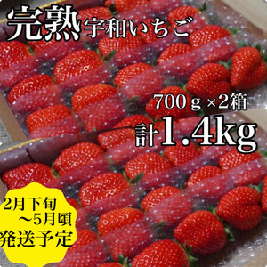 [農家厳選]かんちゃん農園 大粒2箱(約1.4kg) 新鮮朝採り 宇和いちご