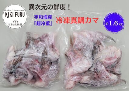 異次元の鮮度!宇和海産『超冷薫』冷凍真鯛カマ