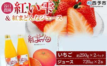 [谷口農園のいちご「紅い雫」約500g(約250g×2パック)&紅まどんなジュース720ml×2本セット]イチゴ 果物 フルーツ 紅マドンナ ストレートジュース 果汁100% フジ・アグリフーズ 愛媛県 西予市[冷蔵]『2025年4月迄に順次発送予定』OFA0003