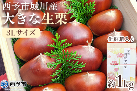[数量限定・締切9月15日][西予市城川産 大きな生栗 3Lサイズ 約1kg(化粧箱入り)] 特大 大粒 マロン 焼き栗 栗ご飯 モンブラン 特産品 メニークエスト 愛媛県 西予市[冷蔵]『9月20日以降〜9月末頃迄に順次出荷予定』SMQ0010