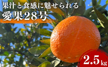 愛果28号 約2.5kg 東温市産 サイズお任せ 今が旬 農園直送 みかん 人気 数量限定 先行予約 柑橘 蜜柑 ミカン 愛媛みかん かんきつ 国産 愛媛県 産地直送 フルーツ 果物 くだもの 甘い 2.5キロ箱