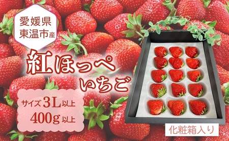 愛媛県東温市産いちご[紅ほっぺ ]サイズ3L以上 400g以上[大粒 化粧箱入り 甘い フルーツ ケーキ 旬 品種 高級 イチゴ 苺]