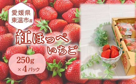 愛媛県東温市産いちご[紅ほっぺ ]250g×4パック[甘い フルーツ ケーキ 旬 品種 高級 イチゴ 苺]