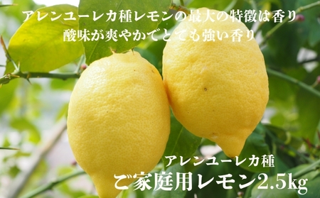アレンユーレカ種レモン2.5kgご家庭用 サイズお任せ 今が旬 農園直送 れもん 人気 数量限定 先行予約 柑橘 愛媛みかん かんきつ 国産 愛媛県 産地直送 フルーツ 果物 くだもの 香り 2.5キロ箱 大粒 果実
