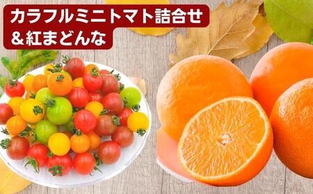 「栗林農園」カラフルミニトマト詰合せと紅まどんなのセット