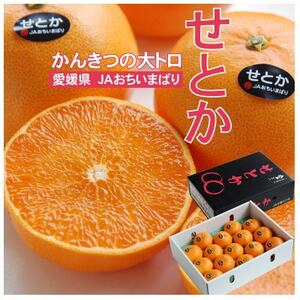 【先行受付】せとか　化粧箱　3L～Lサイズ　10～15玉　愛媛県　JAおちいまばり【1439147】