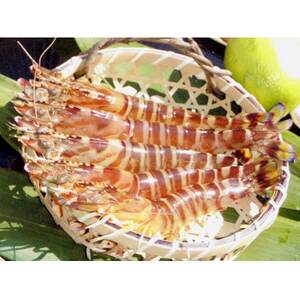 急速冷凍活きな車えび(無頭)〔冷凍くるまえび無頭8〜10尾(140g)×4袋〕[配送不可地域:離島]