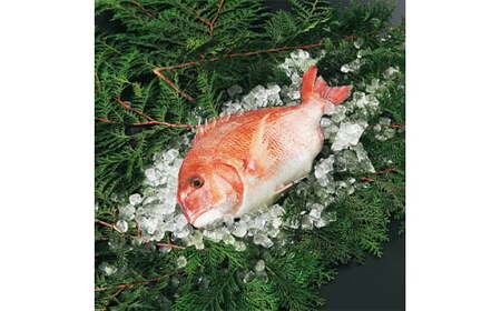 yQʕԗizQY{B^tB2(tⓀ)