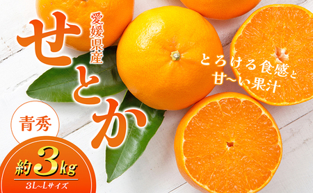 愛媛県産JA正規品 せとか(青秀)3Kg 3L〜L(2025年1月〜順次発送)[旬 甘い みかん 蜜柑 柑橘 かんきつ 高級 先行予約 愛媛県 農協 JA直送 フルーツ 果物 くだもの スイーツ]