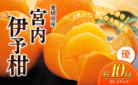 愛媛県産JA正規品 宮内伊予柑(いよかん) 約10Kg[優]3L〜L(2025年1月〜順次発送)[旬 甘い みかん 蜜柑 柑橘 かんきつ 高級 先行予約]