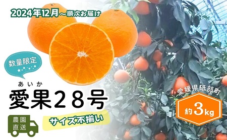 [農園直送!]訳アリ 愛果28号 サイズ不揃い 3kg ハウス栽培 12月から順次発送 家庭用 砥部町 サイズお任せ みかん 数量限定 愛媛 箱