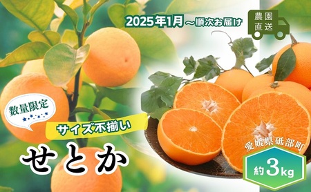 [農園直送!]訳アリ 愛媛の柑橘「せとか」 サイズ不揃い 3kg ハウス栽培 2025年1月から順次発送 家庭用 砥部町 みかん 数量限定 箱