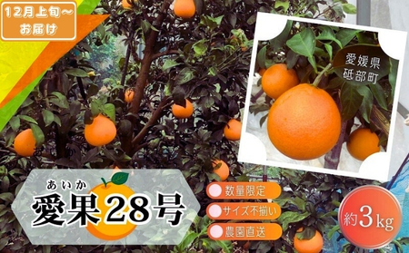 ys\ ʌz󂠂 28 TCYs 3kg 15ʑO 12{珇ƒp _  ݂ k {ɂ͂ s t u Q 3L 
