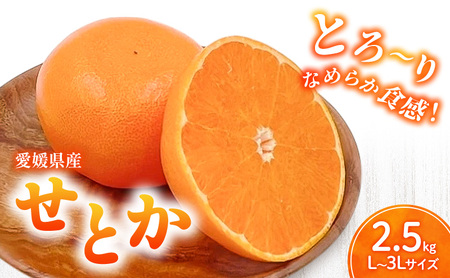 Ƃ L`3LTCY@2.5kg@݂񔠓݂ k t[c ʕ Q Y Â lC s\ ʌ {ɂ͂ ˍ